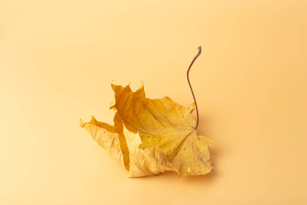 Sonbahar en az sanat rüyası. Renkli minimal arkaplanda akçaağaç yaprağını düşür. - Fotoğraf, Görsel
