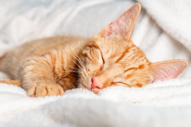 Cute ginger kitten sleeps - Photo, Image