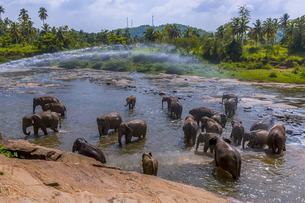 A herd of elephants enjoying a shower in the Maha Oya river at Pinnawala, Sri Lanka, Asia - 写真・画像