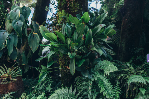 Grün hinterlässt Hintergrund. Natürliche tropische Hintergrund Natur Wald Dschungel Laub. - Foto, Bild