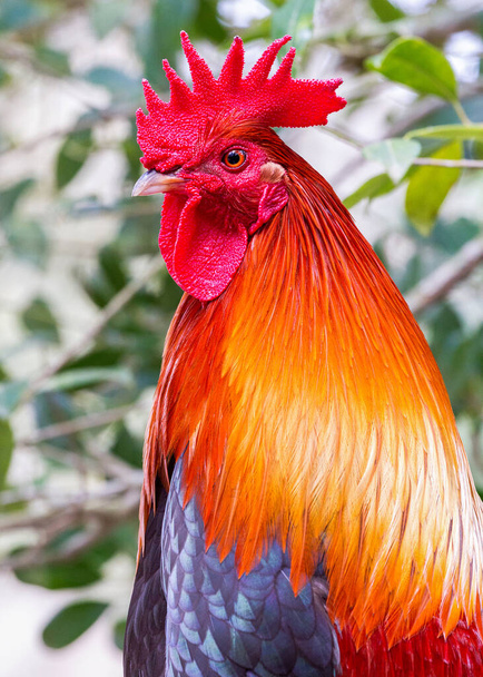 Kolorowe Serama Rooster zbliżenie. Kolorowy kogut Serama w profilu z pięknym grzebieniem i zwisami  - Zdjęcie, obraz