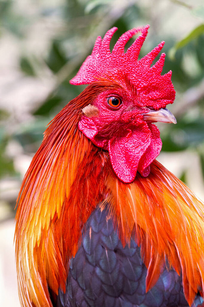 Barevný Serama Rooster Closeup. Barevný volný výběh Malajsian Serama kohout v profilu se zdravým, jasně červeným hřebenem a pláštěm  - Fotografie, Obrázek