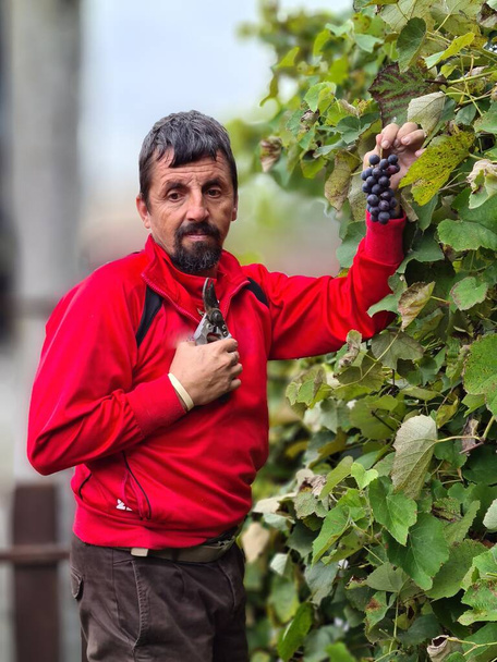 Homme récoltant des raisins bleus dans le verger - Photo, image