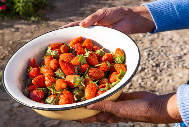 урожай садової полуниці з маминими руками, червоні стиглі ягоди в чашці в руках. концепція самодостатніх органічних продуктів літо
 - Фото, зображення