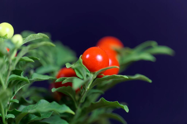Fruits of a Jerusalem cherry plant, Solanum pseudocapsicum - Photo, Image