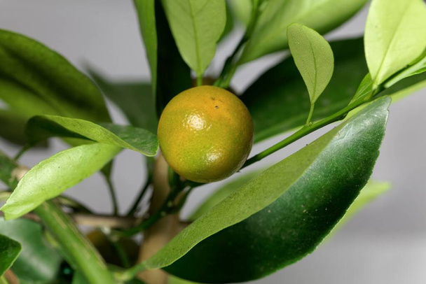 Frutas de uma árvore de Calamansi, Citrus x microcarpa - Foto, Imagem