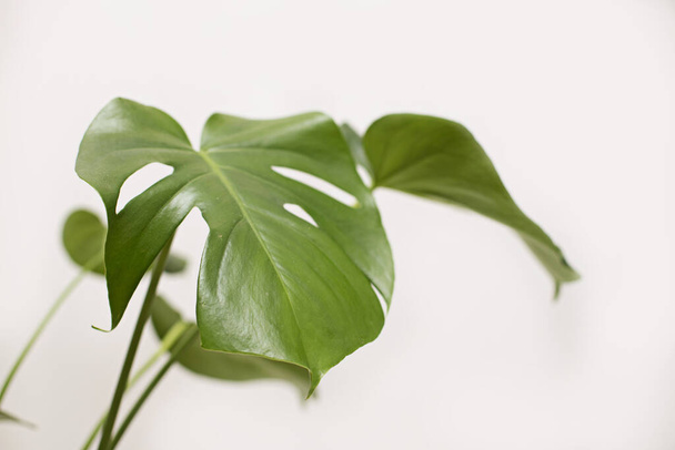 Monstera in a modern interior, the concept of minimalism - Foto, afbeelding