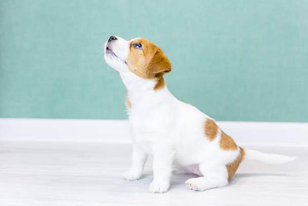Beautiful white Jack Russell Terrier puppy with brown spots sits, looks up, on a white floor against a background of a green wall.Dog training, preparation for exhibitions.Dog day, pets day.Copy space - Fotografie, Obrázek