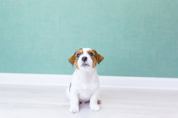 Beautiful white Jack Russell Terrier puppy with brown spots sits, looks up, on a white floor against a background of a green wall.Dog training, preparation for exhibitions.Dog day, pets day.Copy space - 写真・画像