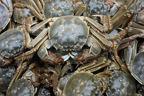 Crabe frais Frais Frais
 - Photo, image