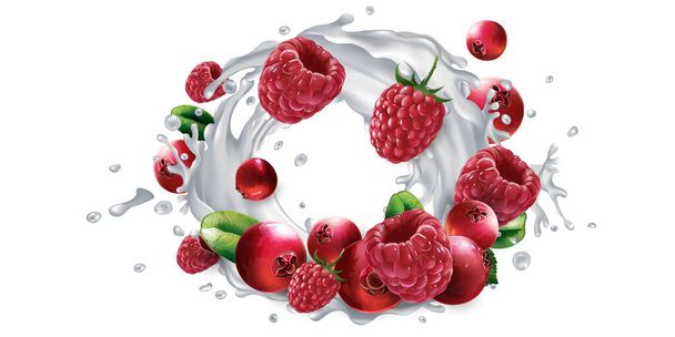 Cranberries and raspberries and a splash of milk or yogurt. - Vector, Imagen