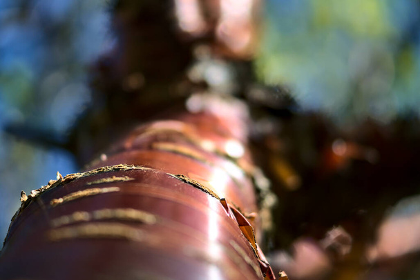 Nahaufnahme nach oben von schönen braunen Stamm und Rindenmuster des Kirschbaums. Heller und bunter Herbst im Marlay Park, Dublin, Irland - Foto, Bild