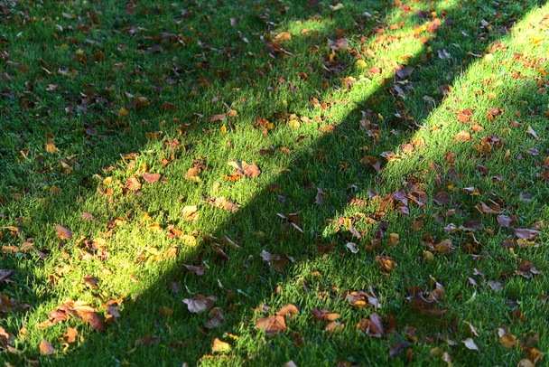 Boomstam schaduw viel op het gras met herfst oranje bladeren. Prachtige diagonale herfstachtergrond. Marlay Park, Dublin, Ierland - Foto, afbeelding