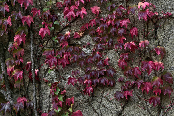 壁、マーレイ公園、ダブリン、アイルランドにしがみつくと登るツタのヘデラ植物の美しい秋の赤い葉 - 写真・画像