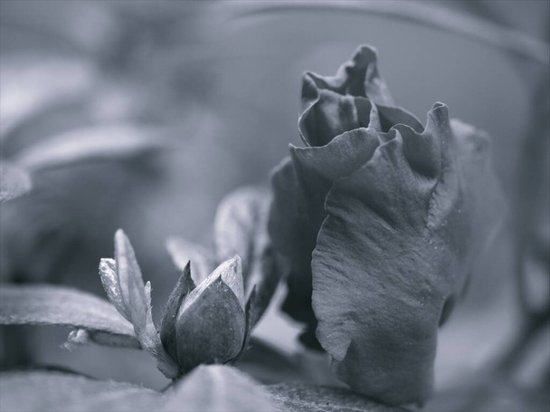 Zbliżenie rozmycie makro, Azalea, Rododendron indicum kwiaty róży rośliny w czarno-białym obrazie i niewyraźne tło, stare vintage stylu zdjęcie do projektowania kart - Zdjęcie, obraz