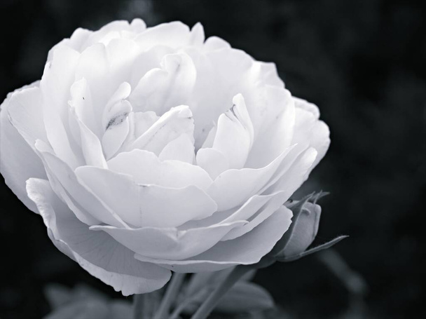 Gros plan flou macro pétales de fleurs roses plantes en noir et blanc image et arrière-plan flou, vieille photo de style vintage pour la conception de la carte - Photo, image