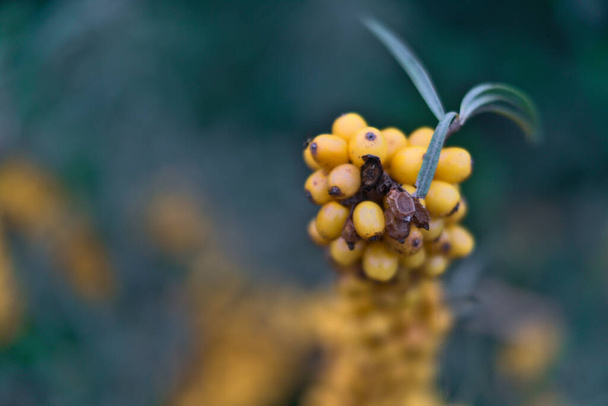 Amazing autumn bright yellow sea buckthorn berries and dark green leaves. Very blurry and close up shot - Photo, Image
