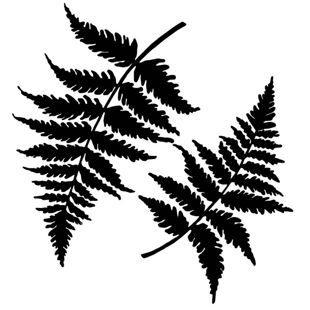 eğreltiotu yapraklarının siyah rengini çizmek, beyaz arkaplanda izole etmek, vektör illüstrasyonu - Vektör, Görsel