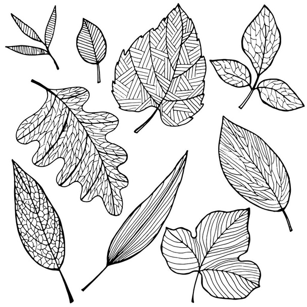 Set of drawings of leaves in the form of antistress coloring. Isolate on a white background. Black and white drawing. - Wektor, obraz