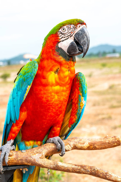 Papoušek s výhledem zblízka - Fotografie, Obrázek