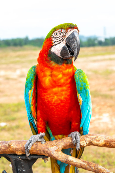 Papuga z widokiem z bliska - Zdjęcie, obraz
