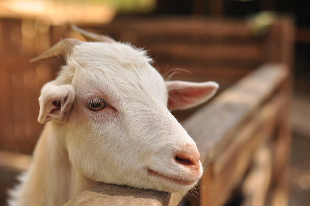 face d'une chèvre blanche dans une ferme, avec des cornes, dans un étal en bois - Photo, image