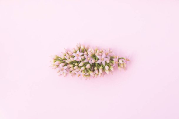 Buquê de pequenas flores cor-de-rosa no fundo rosa. - Foto, Imagem