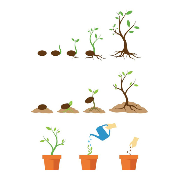 Vida vegetal proceso ilustración vector plano diseño - Vector, imagen