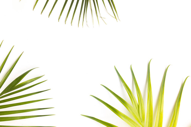A trópusi levelek háttere fénymásoló felülettel, Eredeti méretek 5410 x 3606 pixel. - Fotó, kép