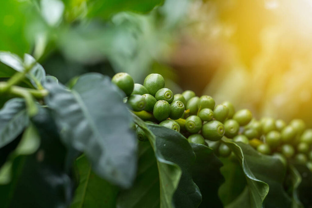 Puha fókuszált Zöld arabica kávé gyümölcsök a fa közeli rövid, és hogy világítás alatt sceen, Kép jelenlegi mezőgazdaság érzi magát, és hasznos lehet a dokumentum szeminárium vagy ökológiai termék csomag háttér - Fotó, kép