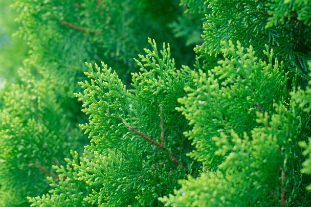 Соснове листя, задній план Evergreen Thuja, зимове дерево і христмас. - Фото, зображення