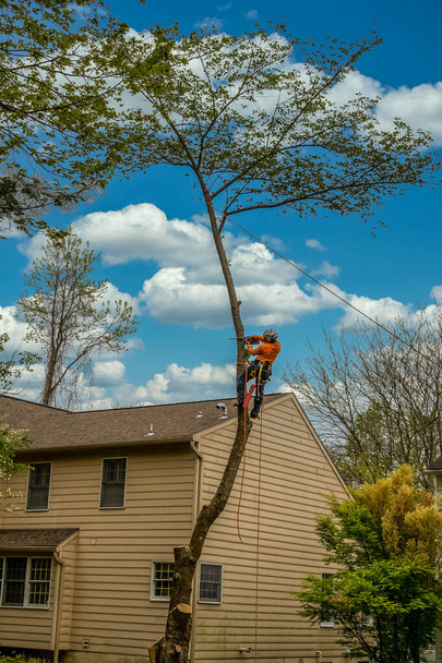 Arboristi oranssissa paidassa kiipeää puuhun ennen kuin kaataa sen moottorisahalla - Valokuva, kuva