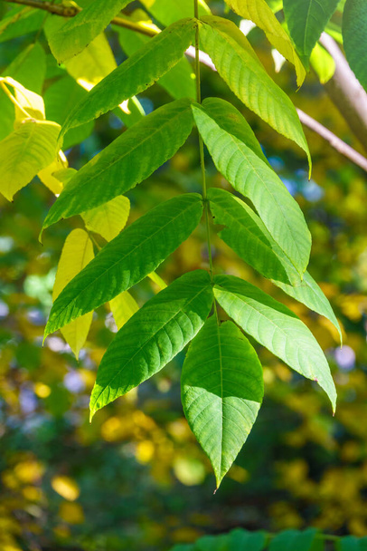 Green leaves of a bird cherry with blurred background in sunset light. Close-up nature view of green leaf on blurred background in garden - Photo, Image