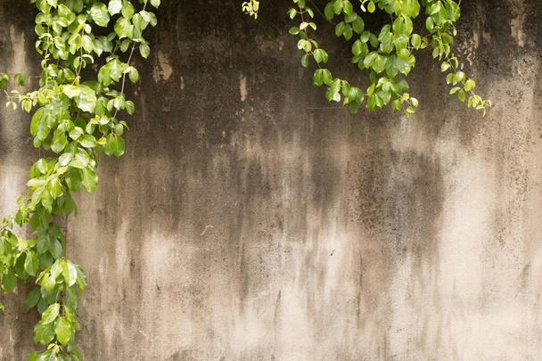 Текстура бетона или цементной стены абстрактный фон с зеленым листом на переднем плане. - Фото, изображение