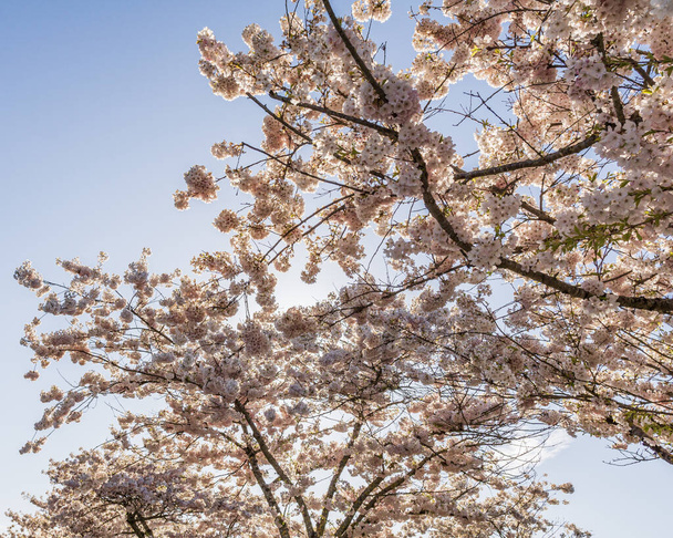 Spring blooming sakura cherry tree with flowers branch. - Φωτογραφία, εικόνα