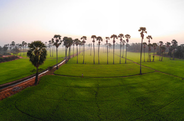 Campo de plantación de arroz con cáscara verde con palmera de azúcar mañana amanecer natue paisaje - Foto, imagen