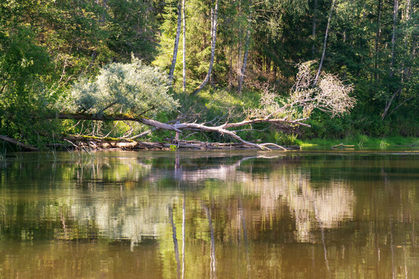 όμορφο πρωινό στο ποτάμι, ακτή και αντανακλάσεις δέντρο στο νερό, Gauja ποταμού, Λετονία - Φωτογραφία, εικόνα