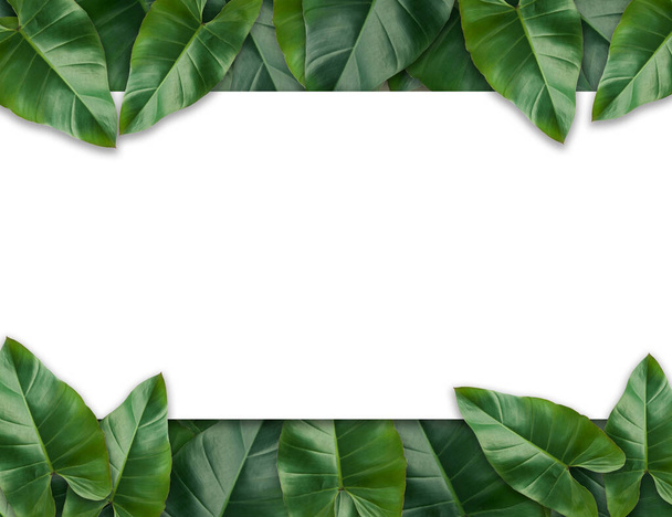 Verde Caladium hojas planta tropical conjunto de hojas para el fondo de la naturaleza o verde tropical dejar marco concepto fondo natural, Dimensiones originales 7500 x 5780 Pixeles - Foto, imagen