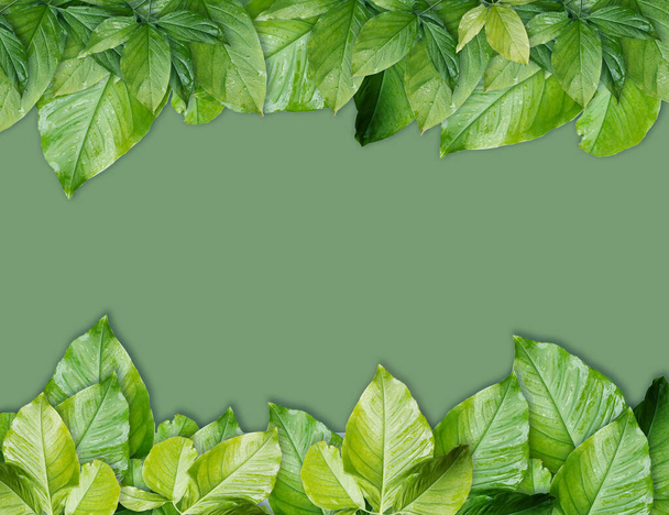 Foglie tropicali verdi fram con sfondo tono verde vintage o verde tropicale lasciare cornice concetto sfondo naturale - Foto, immagini