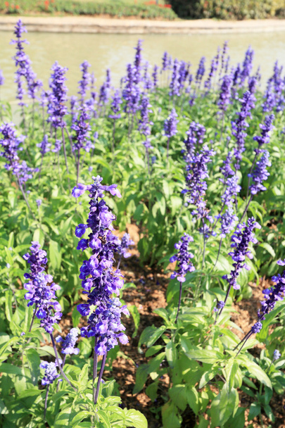 violetit salvia-kukat
 - Valokuva, kuva