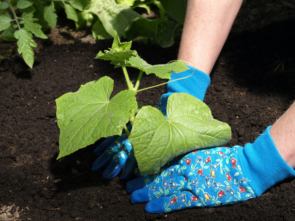 Planting cucumber - Foto, Bild