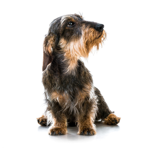 brown short hair dachshund dog - Foto, Imagen