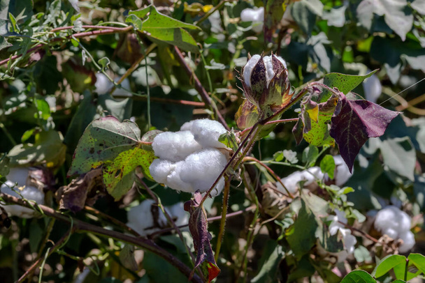 Agricultura. Crescer algodão em um campo em um outono, dia ensolarado (Grécia, Macedônia Central) - Foto, Imagem
