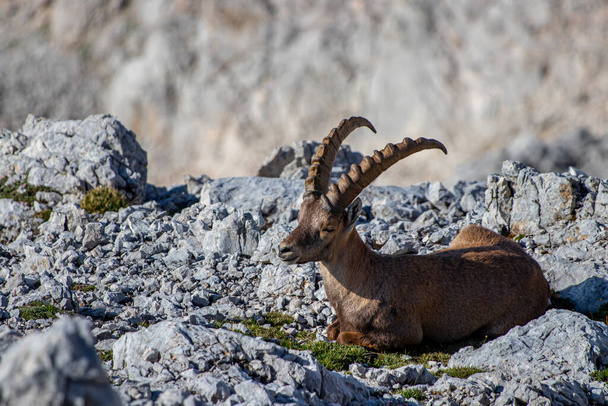 Adult ibex resting on rocks - Photo, Image