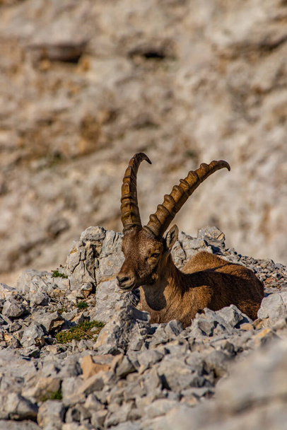 Adulto ibex posando para câmera em alpes altos - Foto, Imagem