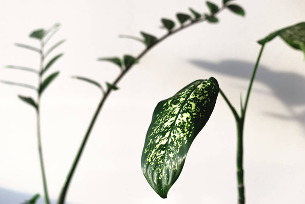 Home πράσινα φυτά σε γλάστρες σε ένα φωτεινό μινιμαλιστικό δωμάτιο - Φωτογραφία, εικόνα