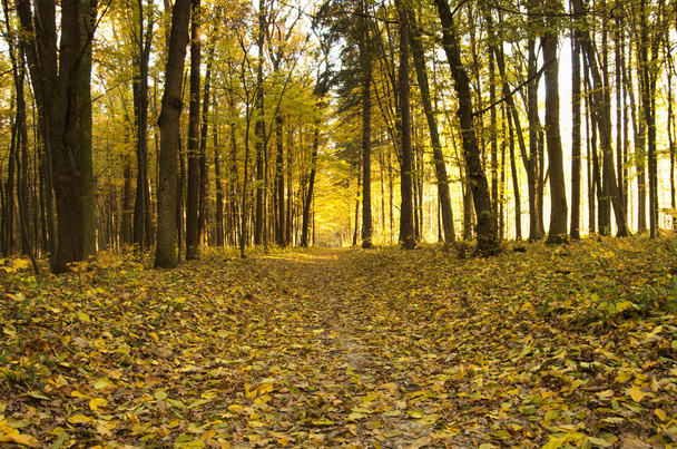 Krásná zlatá podzimní krajina - Fotografie, Obrázek
