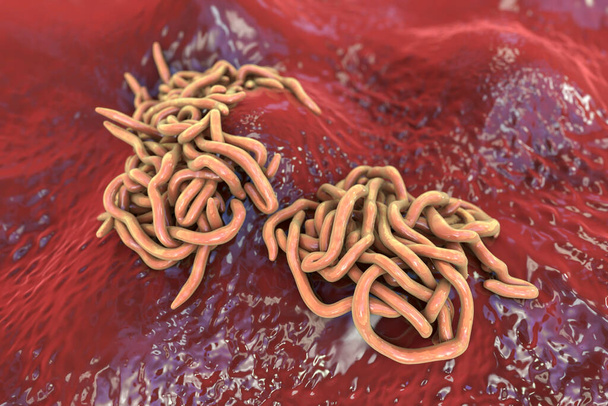 Parasitic worms, 3D illustration. Ascaris lumbricoides, Enterobius vermicularis and other round worms - Photo, Image