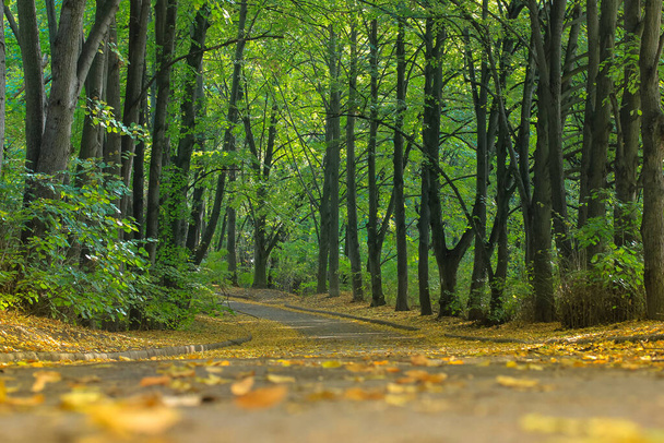 Umgefallene Blätter auf grauem Asphalt und hohe grüne Bäume im Park, eine malerische schattige Allee - Foto, Bild
