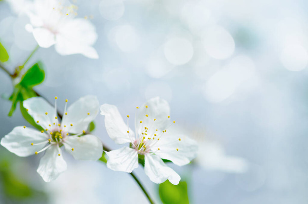 белый цветок вишни весной - Фото, изображение